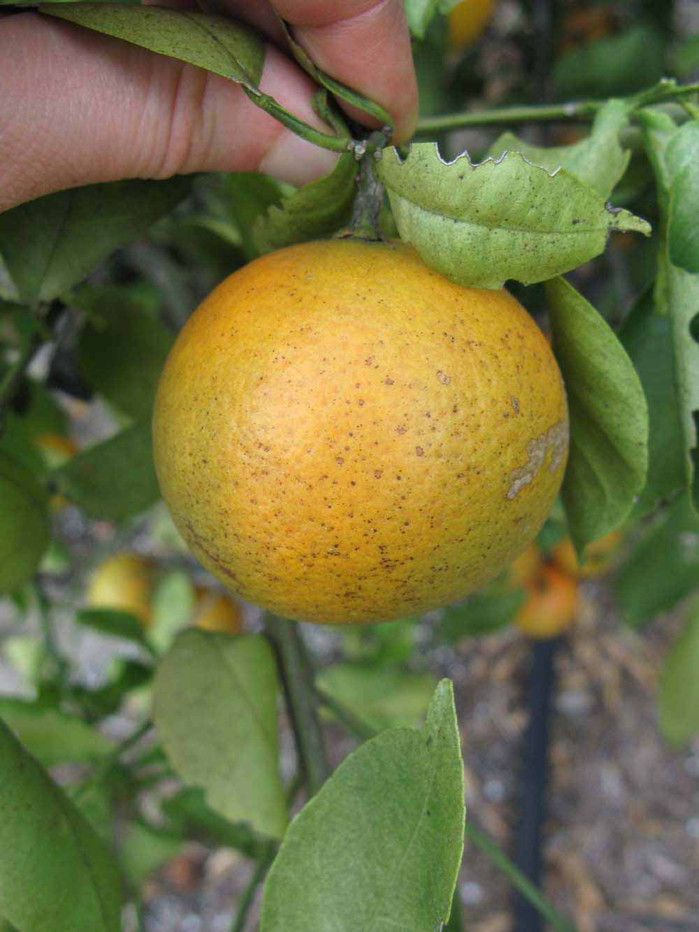              Fruit (Winter Haven, FL)       